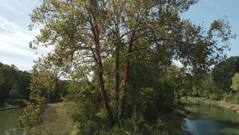 Árbol-Con-Follaje-Denso-En-El-Río-Creek-Del-Parque-Twin-Bridges,-Arkansas,-Estados-Unidos