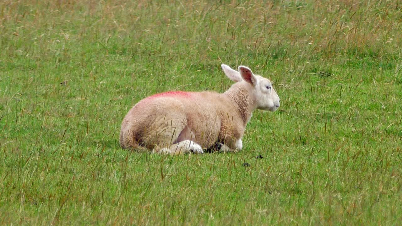 웨일즈의 농업 잔디 들판에서 풀을  ⁇ 고 있는 어린 절단 된 양