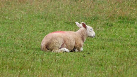 Young-clipped-sheep-laying-down-grazing-on-Welsh-agricultural-grass-meadow