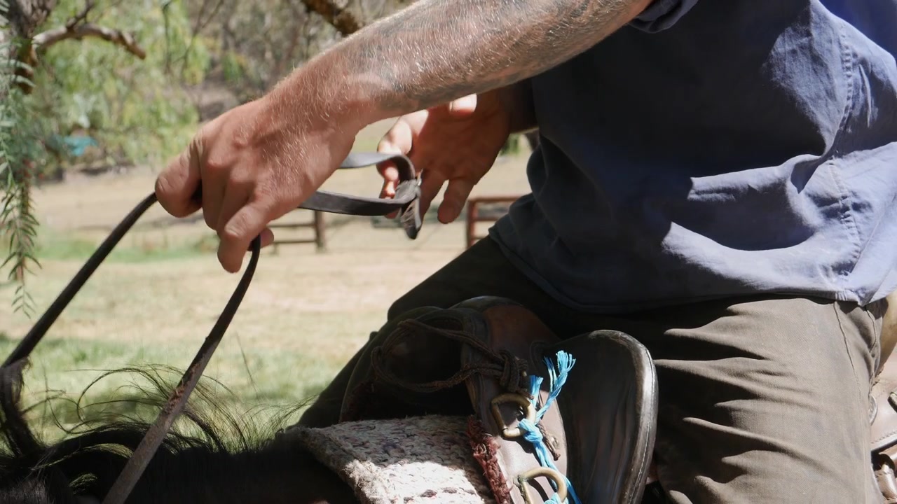 Cavallo che attraversa sanguisughe