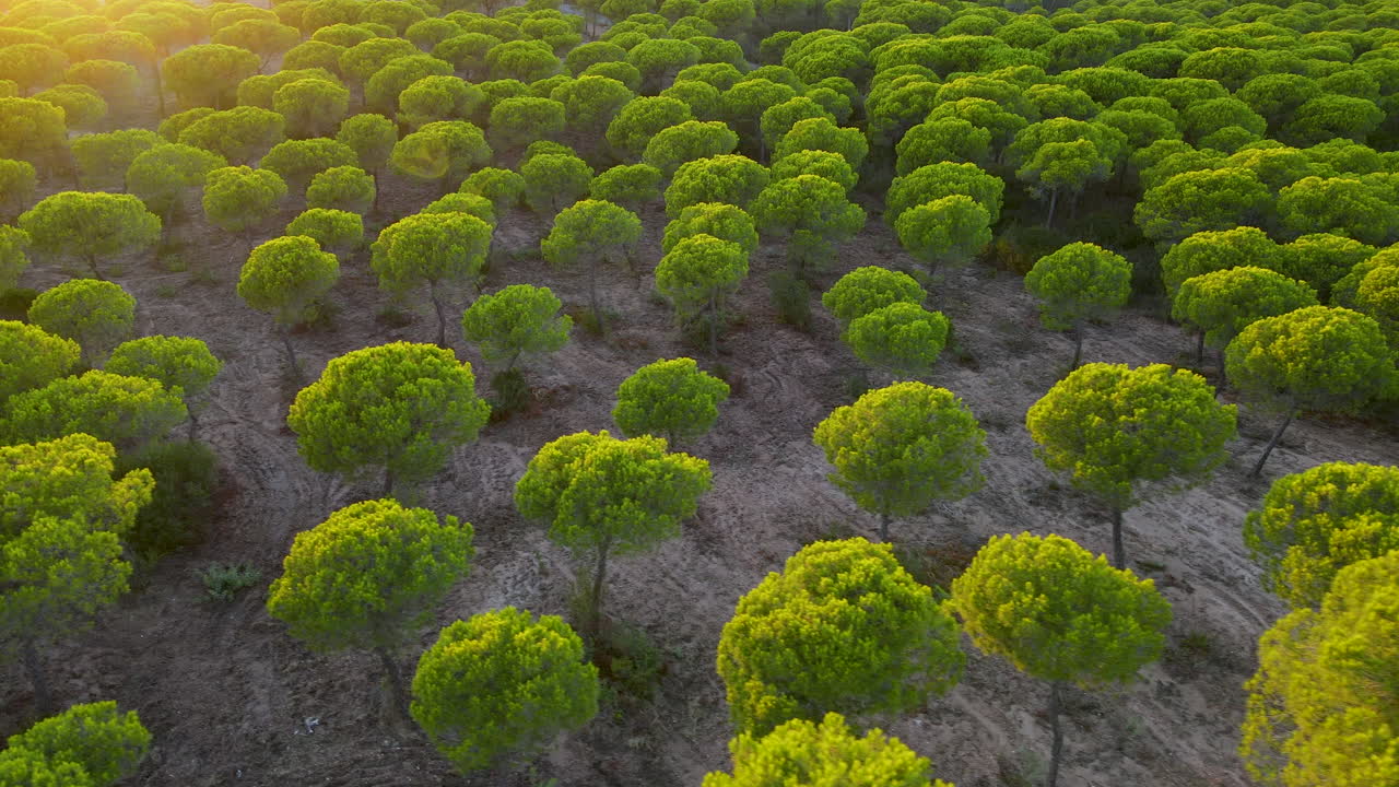 Ripresa con drone che sorvola pini domestici nel Parco Naturale di Cartaya, Huelva, Andalusia, Spagna, con un primo piano aereo che mostra dune di terreno arido.