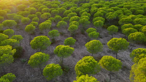 Disparo-De-Drones-Volando-Sobre-Pinos-De-Piedra-En-El-Parque-Natural-De-Cartaya,-Huelva,-Andalucía,-España,-Cierre-Aéreo-Que-Muestra-Dunas-Secas