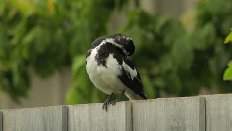 el pájaro mudlark se arregla a sí mismo australia maffra gippsland victoria de día de cerca