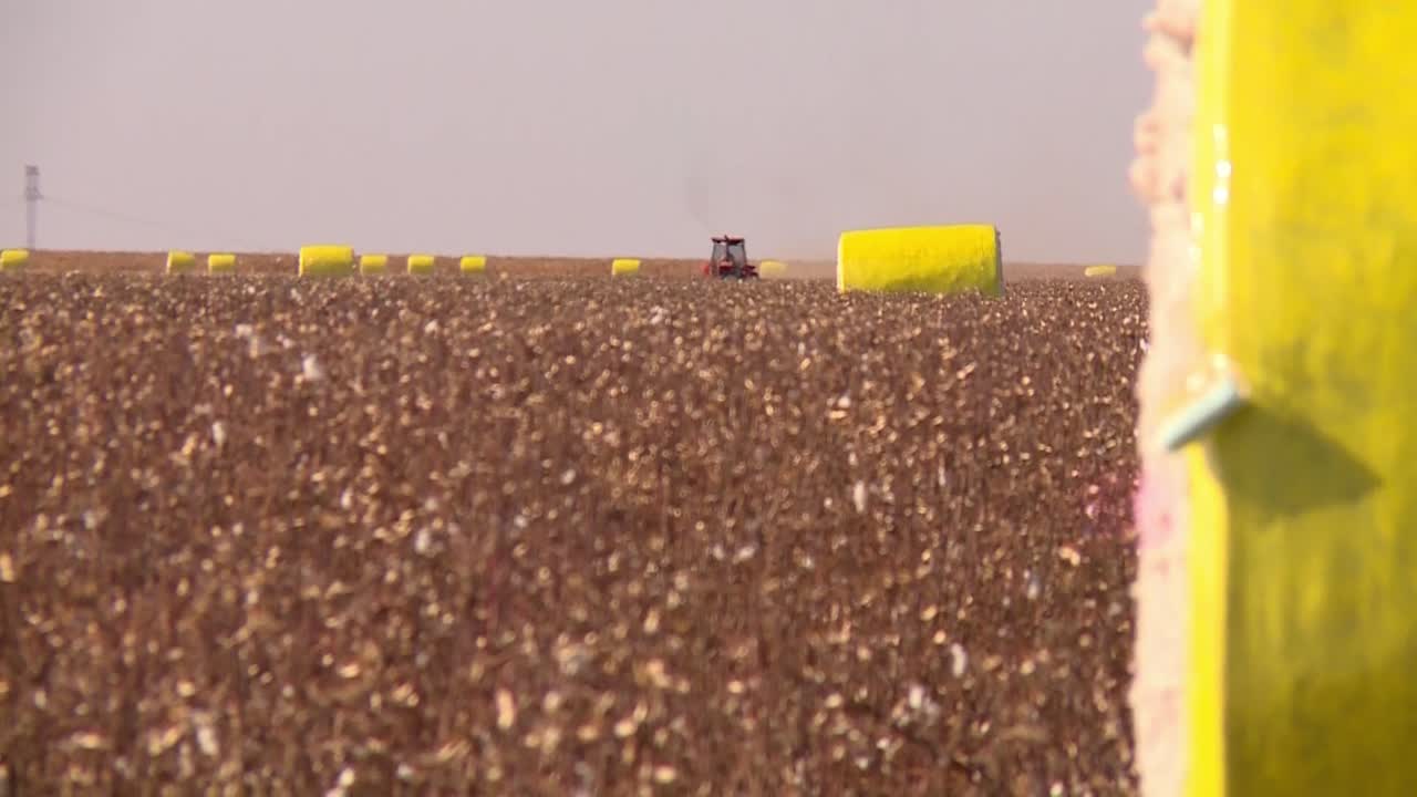 cosechar algodón y convertirlo en balas en una granja