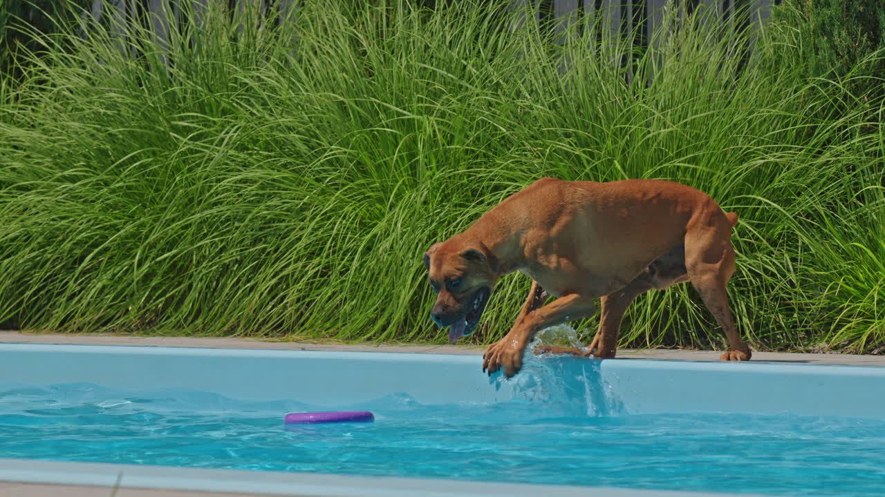 개 가 수영장 에서 가져오는 놀이 를 하고 있다