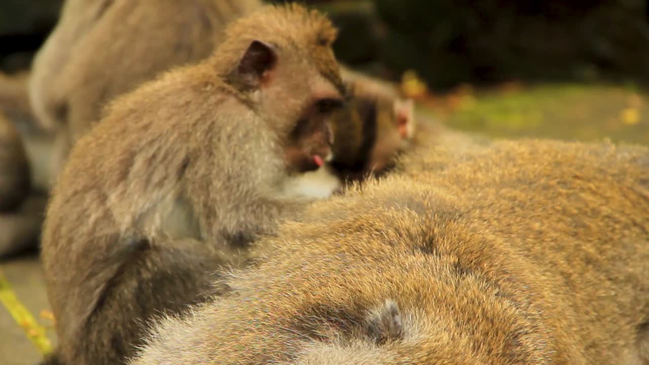 macaco juvenil cuidando y arreglando con entusiasmo descansando senior en bali, indonesia - primer plano largo y medio