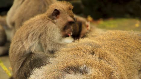 Junger-Makaken-Kümmert-Sich-Eifrig-Um-Einen-Ruhenden-Senior-In-Bali,-Indonesien-–-Lange-Mittlere-Nahaufnahme