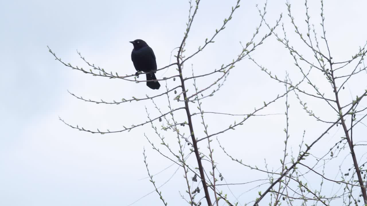 un pájaro negro cantando en un árbol