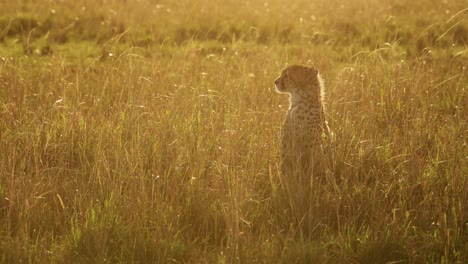 slow motion of young cheetah cub portrait, cute baby animal african wildlife in africa in beautiful golden orange sunset light in long grasses in maasai mara, kenya, masai mara