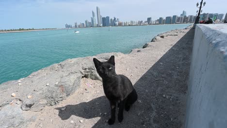 viendo un gato callejero en busca de comida en la cornisa de abu dhabi en los emiratos árabes unidos