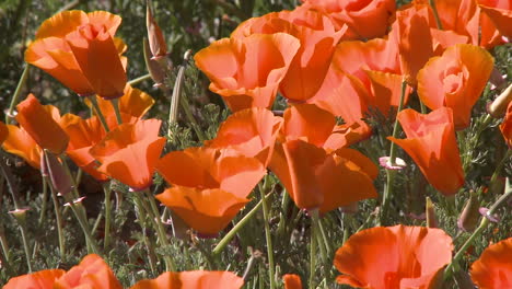 Closeup-of-california-poppies-in-bloom-blowing-in-the-wind-at-the-Antelope-Valley-Poppy-Preserve-California