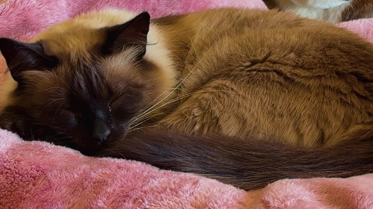 Un delicato primo piano di un gatto siamese o balinese, mentre apre gradualmente gli occhi, sollevando e drizzando le orecchie a un suono