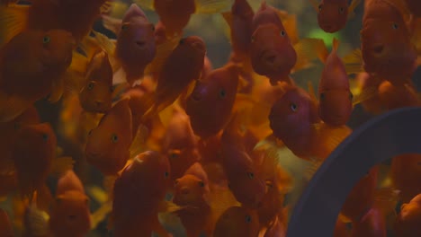 orange fishes are swimming in the water tank in aquarium