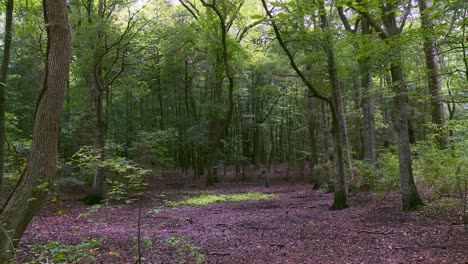 wilderness of blackwater national wildlife refuge in maryland, usa