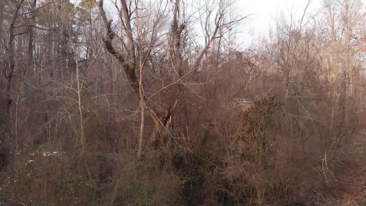 Ripresa aerea della linea degli alberi in ascesa