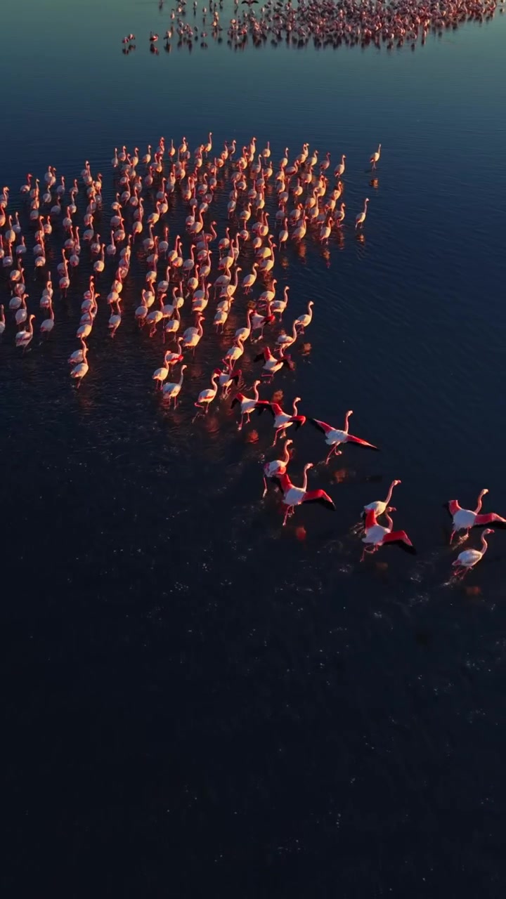 Flamingos andando na água ao pôr do sol em uma cena de habitat natural