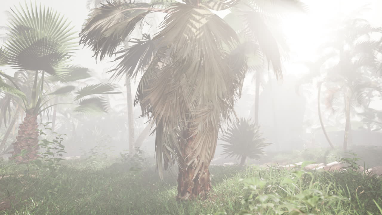 jungla de niebla con palmeras