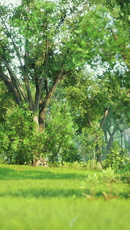 a serene park with lush trees and green grass