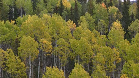 exploring the beauty of trembling aspen trees with yellow leaves fluttering in the breeze along coquihalla highway, british columbia: an alluring 70mm drone zoom composition