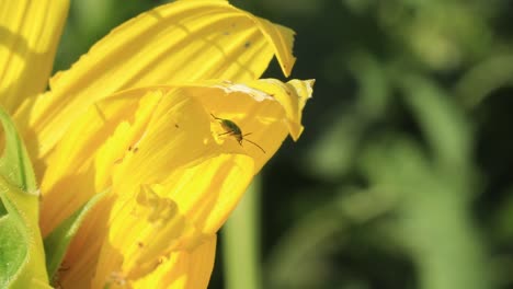 un pequeño insecto se sienta en el pétalo amarillo de un girasol