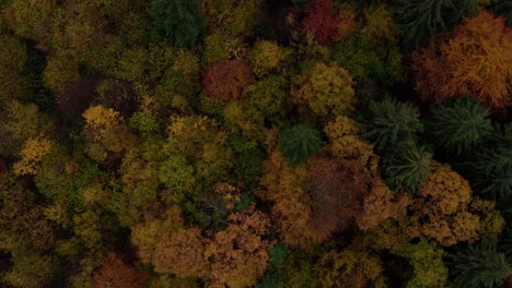 Top-down-aerial-shot-of-forest-with-beautiful-fall-foliage-tilt-up-to-mountain-valley