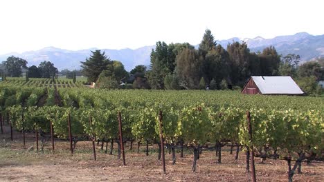 vineyard with hut in napa valley, california, usa