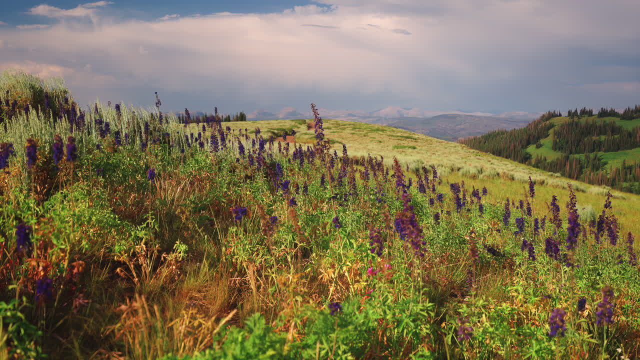 Mountain Herbaceous Perennial Flowering Plants In Springtime. Slow Motion Shot