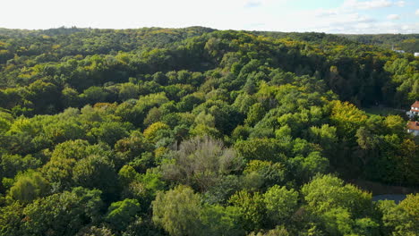 vista aérea de las copas de los árboles bajo la luz del sol brillante - bosque exuberante en sopot, polonia - disparo de drones