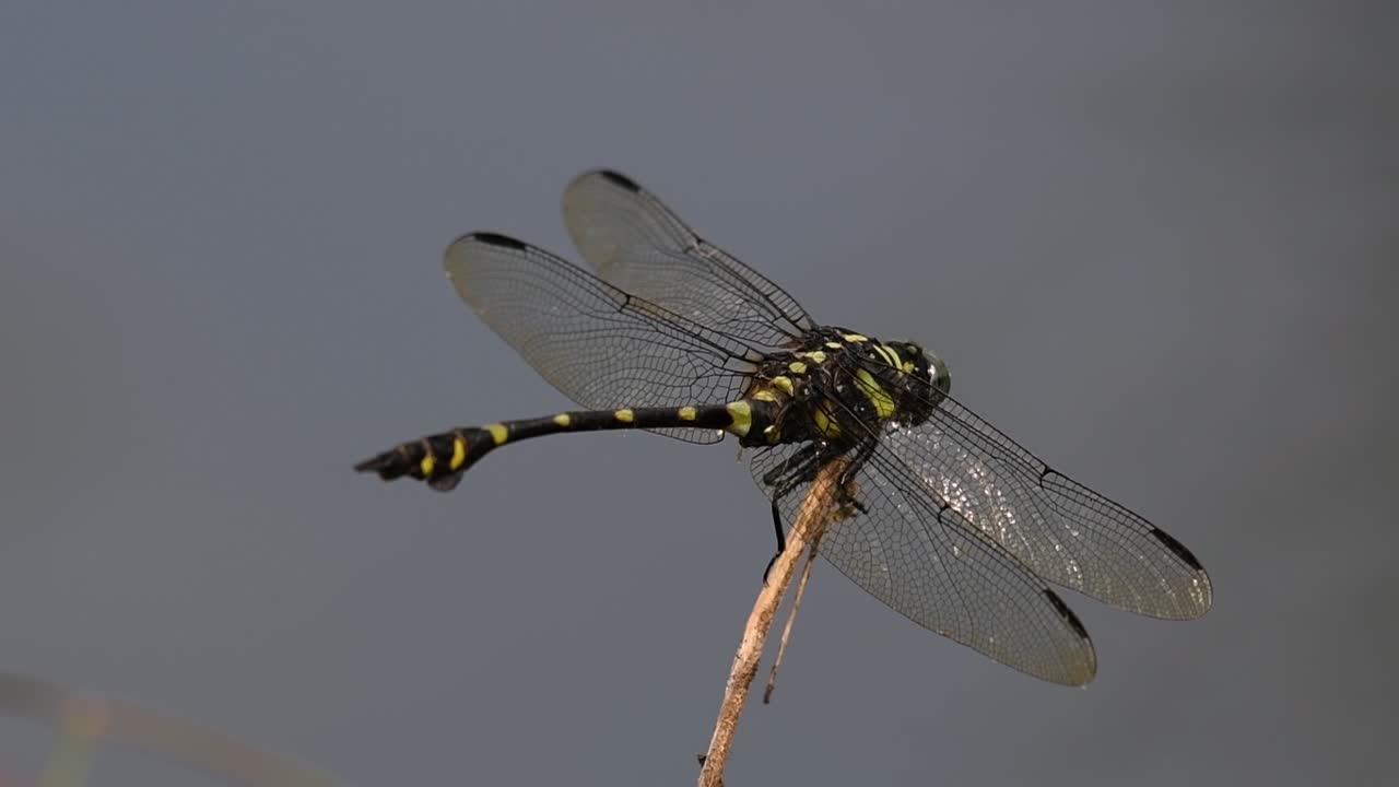 la libélula de cola de brida común se ve comúnmente en tailandia y asia