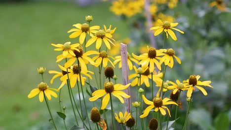las flores amarillas vibrantes se balancean suavemente en la brisa