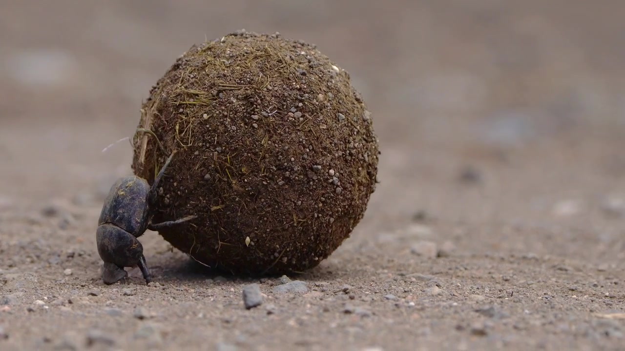 Un scarabée bousier mâle roulant une énorme boule de bouse au ralenti dans le Parc national Kruger.