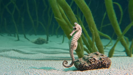 sea horse in underwater environment