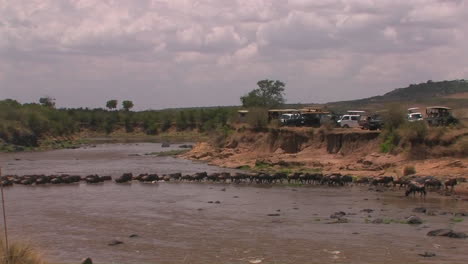 A-herd-of-wildebeests-crosses-a-stream-and-cars-are-parked-on-the-bank-on-the-other-side