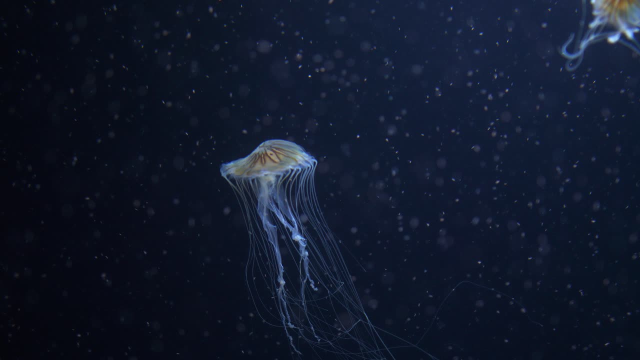 Japanese sea nettle jellyfish swim through plankton 4k