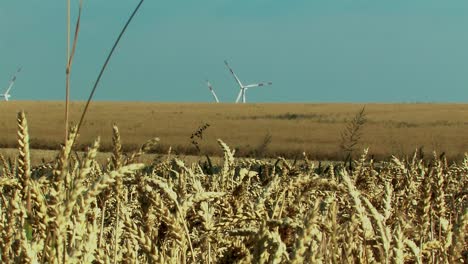 Weizenfeld-In-Der-Magdeburger-Börde-Mit-Windkraftanlagen,-Deutschland