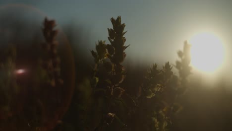 sunset over wildflowers