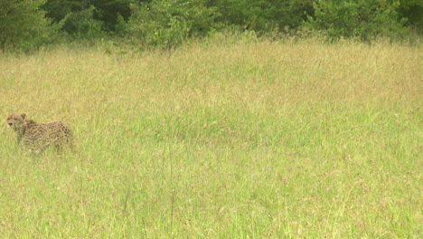 Gepard,-Der-Durch-Langes-Gras-In-Masai-Mara-In-Kenia-In-Richtung-Der-Kamera-Geht---Weitschuss