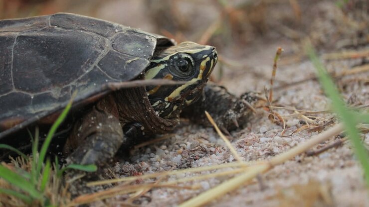 Portrait Of Chicken Turtle Crawling From Wetlands In Tropical Nature