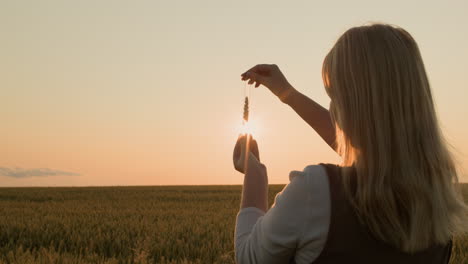 the agronomist holds a flask with an ear of wheat. breeding new varieties concept