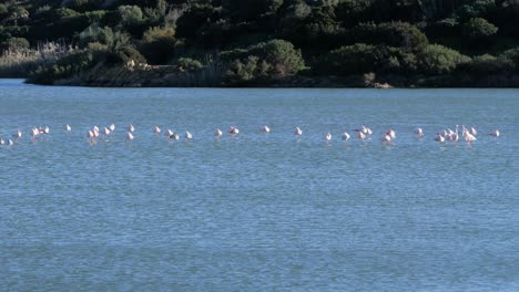 Bandada-Salvaje-De-Flamencos-Rosados-De-Pie-En-Una-Laguna-Costera-Poco-Profunda-En-Cerdeña,-Italia-En-Un-Día-Soleado