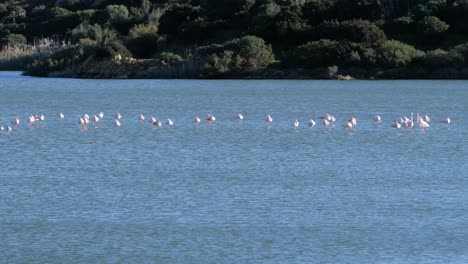 bandada salvaje de flamencos rosados de pie en una laguna costera poco profunda en cerdeña, italia en un día soleado