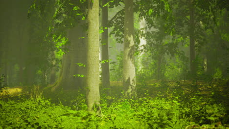 bosque verde exuberante con la luz del sol filtrando a través de las hojas de los árboles