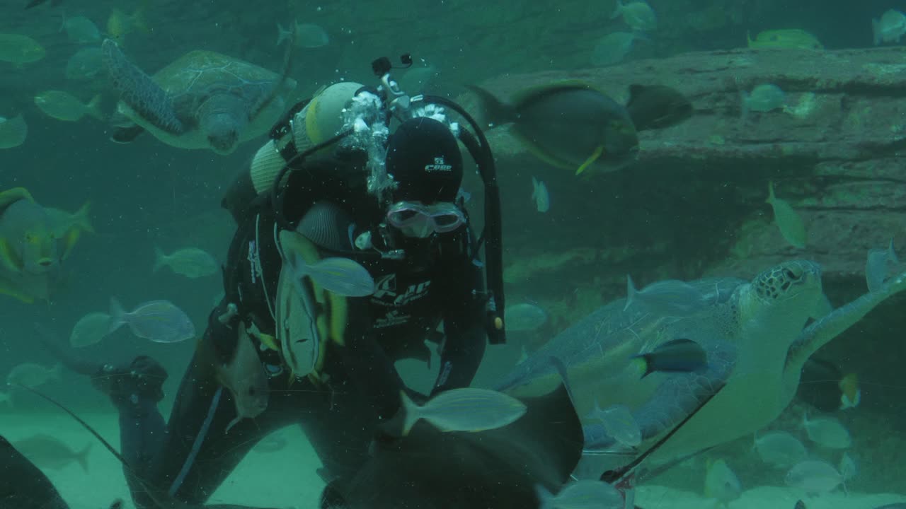 Scuba diver mobbed by fish, rays and turtles at aquarium feeding time