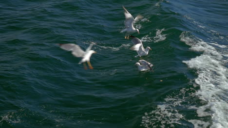 Gaviotas-Buscando-Comida-En-El-Mar