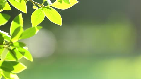 vibrant green leaves gently sway in sunlight against a blurred background, capturing a serene moment in gold coast, australia