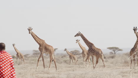 una mujer masai pasea casualmente por un gran grupo de jirafas hacia su aldea