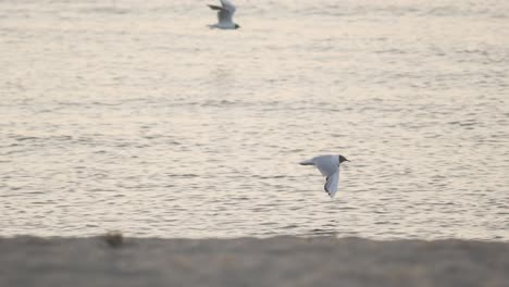 black headed seagull flying over the sea slow motion