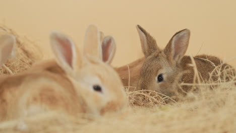 group of baby rabbits fervently munching on a bunch of hay - eye level medium close up shot