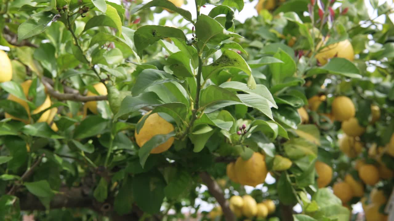 Detailed view of ripe lemons hanging on a lemon tree branch in a sunlit garden — perfect for nature, food, or farming visuals.