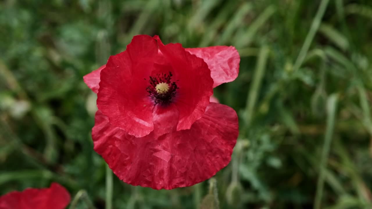 A red poppy flower gently blowing in the wind